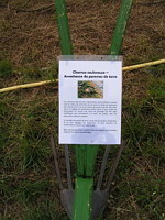 Charrue-souleveuse, Arracheuse de pommes de terre (30eme fete des moissons de Saint-Jean-de-Touslas) (txt)